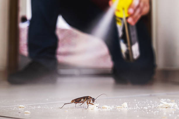 Best Insect Control  in Maxwell, CA