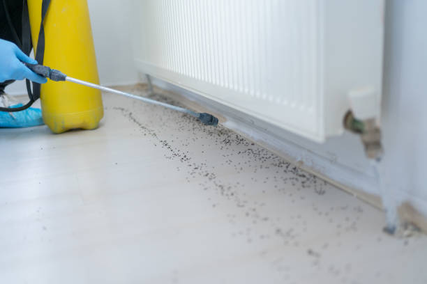 Best Affordable Pest Control Services  in Maxwell, CA